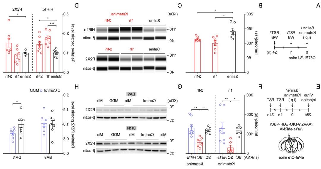 我校心理学院朱心红教授课题组在国际顶级期刊《Redox Biology》发表文章